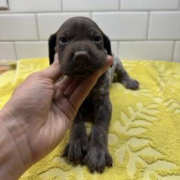 Blue Girl - Liver female German Shorthaired Pointer puppy in White Salmon, Washington from Holding Hands Farm