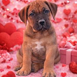 Holly - Fawn female Boerboel puppy in Delta, Colorado from SATA Kennels