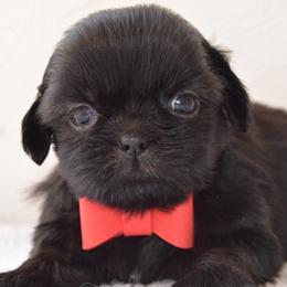 Prince - Black male Shih Tzu puppy in San Tan Valley, Arizona from My Puppy Tzu