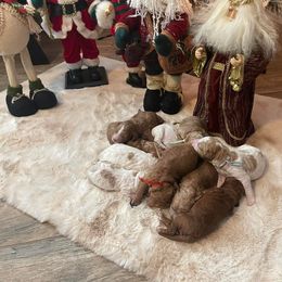 Goldendoodle Puppies from Honeybear Doodles