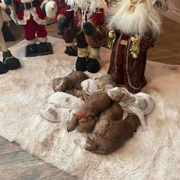 Goldendoodle Puppies from Honeybear Doodles