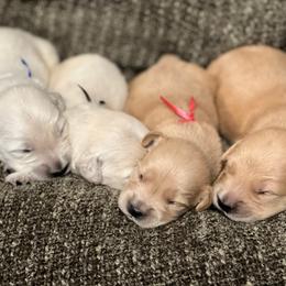 Boy 1 - Golden male Golden Retriever puppy in Graysville, Tennessee from Country Goldens and Mountain Top Cavaliers