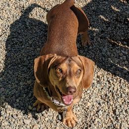 Robin - Dachshund