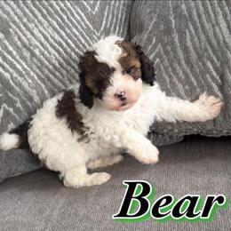 Bear - Parti male Poodle puppy in Saint Cloud, Florida from Rising Star Kennels