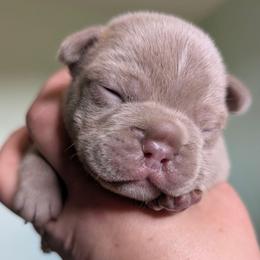 Ritter - Liver male French Bulldog puppy in Fort Atkinson, Wisconsin from Bishop Bullyz