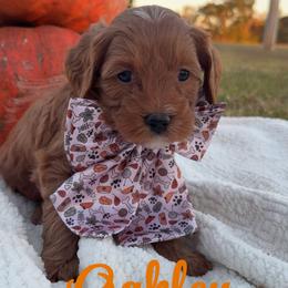 Oakley - Red  male Goldendoodle puppy in Trenton, Tennessee from Pickard’s country Golden doodles