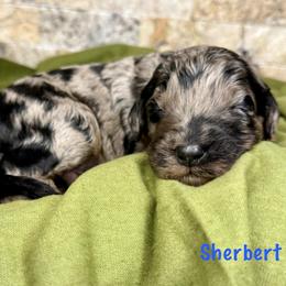 Sherbert - Merle male Bernedoodle puppy in Midland, Michigan from Northern Charm Farm