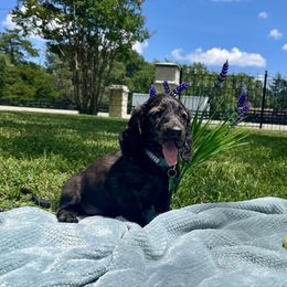 Red Ryder - Brindle male Dachshund puppy in Poetry, Texas from “Doxie Bliss” Meyerhaus Ranch