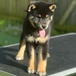 Jedi - Black and tan male Shiba Inu puppy in Cincinnati, Ohio from Timberwood Paws