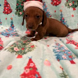 Dachshund Puppies from Kelly's Doxies