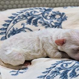 Luna - White female Sheepadoodle puppy in Austin, Texas from Darling Doodles