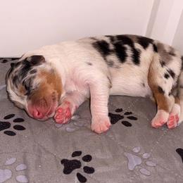 Valor - Blue merle female Australian Shepherd puppy in Placerville, California from BFF Aussies