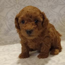 Hudson - Red  male Poodle puppy in Milford, Indiana from Olde Heritage K-9