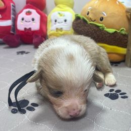 Leonard - Sable male Pembroke Welsh Corgi puppy in Apison, Tennessee from Ashmore Corgis