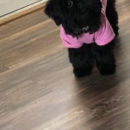 Shih Tzu All Grown Up from Jamie Serigny's Shih Tzus