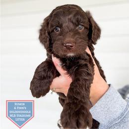 Angel - Chocolate female Goldendoodle puppy in Soddy Daisy, Tennessee from The W Doods