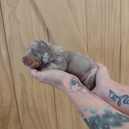 Issy - Dapple male Dachshund puppy in Norco, California from Tessasprettydachshunds