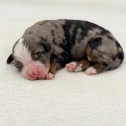 Rafe - Blue merle male Bernedoodle puppy in Bellville, Ohio from Bernedoodle Buddies