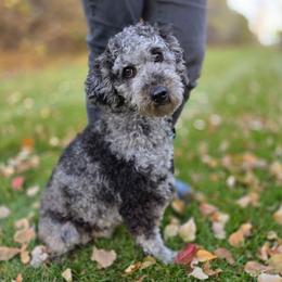 Jayda - Poodle