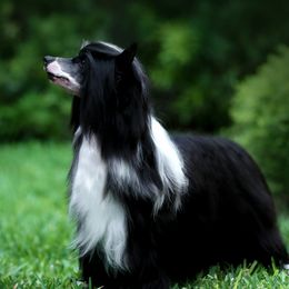 Archer - Chinese Crested