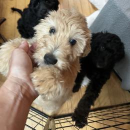 Goldendoodle Puppies from Lundee Doodles