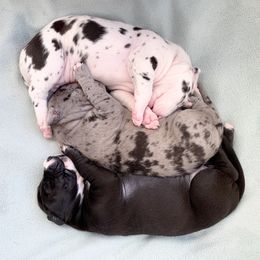 Great Dane Puppies from Altitude Great Danes