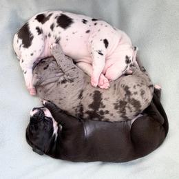 Great Dane Puppies from Altitude Great Danes