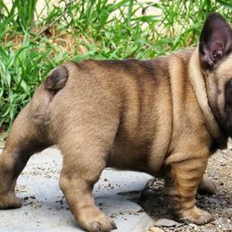 American Staffordshire Terrier and French Bulldog Puppies from Gaff's Amstaffs and Frenchies