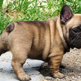 American Staffordshire Terrier and French Bulldog Puppies from Gaff's Amstaffs and Frenchies