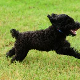 Sheepadoodle Puppies from Riley Grace Puppies