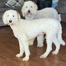 Goldendoodles from Blondie’s Doodles
