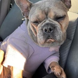 French Bulldogs from Malos Ranch