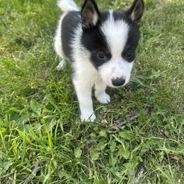 Pomsky Puppies from Creeden Prairie Pomsky’s