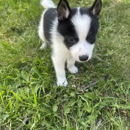 Pomsky Puppies from Creeden Prairie Pomsky’s