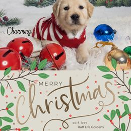 Golden Retriever Puppies from Ruff Life Goldens