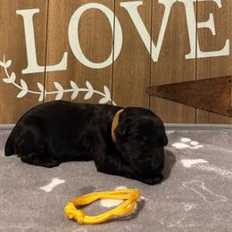Cali - Black female Giant Schnauzer puppy in Houston, Texas from Elevated Pearl Giants