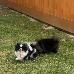 Bon Bon - Black and tan parti male Pomeranian puppy in Houston, Texas from Glow Up Pomeranians