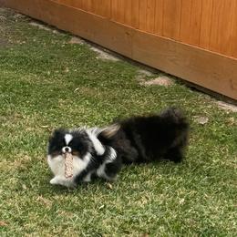 Bon Bon - Black and tan parti male Pomeranian puppy in Houston, Texas from Glow Up Pomeranians