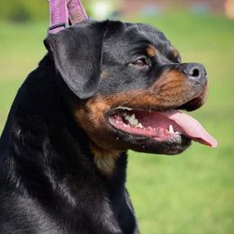 Ivy - Rottweiler