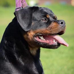 Ivy - Rottweiler