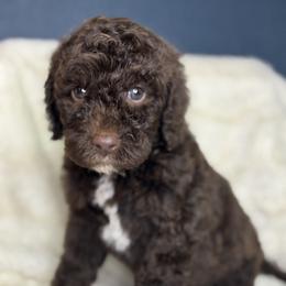 Gray - Crystal - Chocolate female Goldendoodle puppy in Cleveland, Georgia from The O.G. Doodles