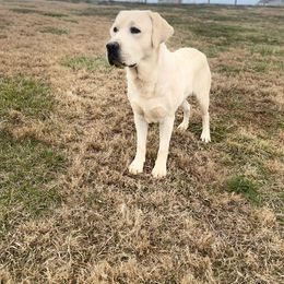 Ozzy - Yellow Labrador Retriever puppy in Boones Mill, Virginia from Fire & Ice Labradors