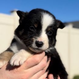Boy 3 - Black tri male Miniature Australian Shepherd puppy in Murfreesboro, Tennessee from Norby's Mini Aussies