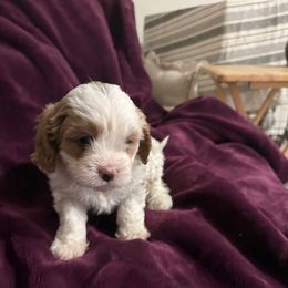 Maggie - Apricot female Cavapoo puppy in Santaquin, Utah from Willow & Wag Farm