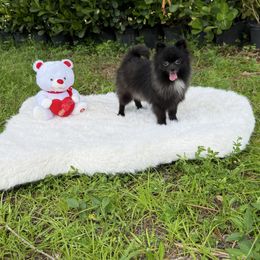 Elizabeta 4 pounds - Black female Pomeranian puppy in Naples, Florida from 🤎 Dreaming Puppies 🐶
