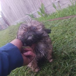 Shih Tzu Puppies from Peterson Shih Tzus