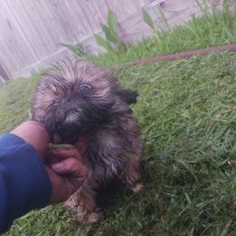 Shih Tzu Puppies from Peterson Shih Tzus