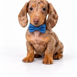 Bratwurst - Dapple male Dachshund puppy in Illinois from William Rotsaert
