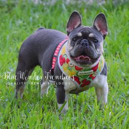 Rebekah - Blue female French Bulldog puppy in Loxahatchee, Florida from Blue Wonder Frenchies