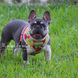 Rebekah - Blue female French Bulldog puppy in Loxahatchee, Florida from Blue Wonder Frenchies